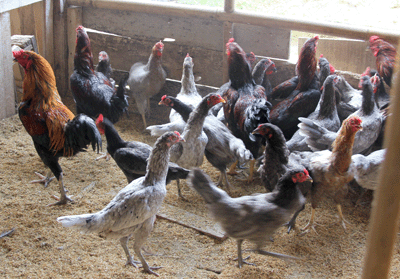 peternakan ayam terbesar