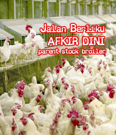 Afkir Dini Parent Stock Broiler Tahap II Dimulai, 2 Juta PS Dikeluarkan,  Moment Update -Trobos Livestock.com